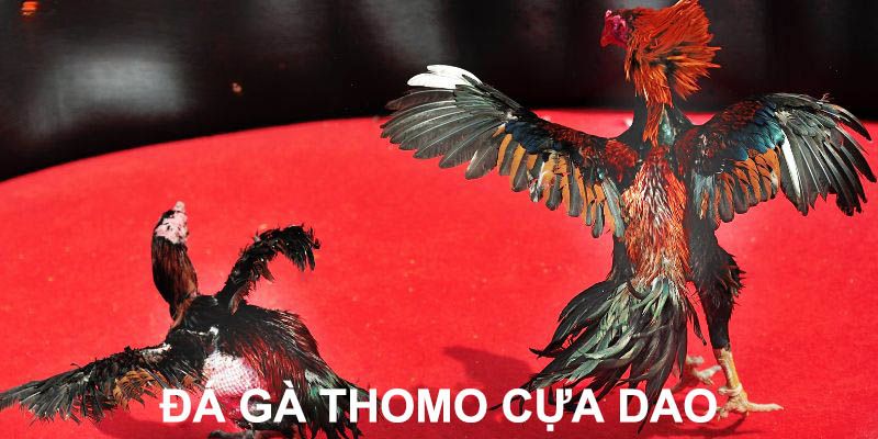 Đá Gà Thomo - Trải Nghiệm Đặt Cược Trực Tuyến Tại Jun88 10 Tham khảo hình thức đá gà Thomo cựa dao tại Jun88