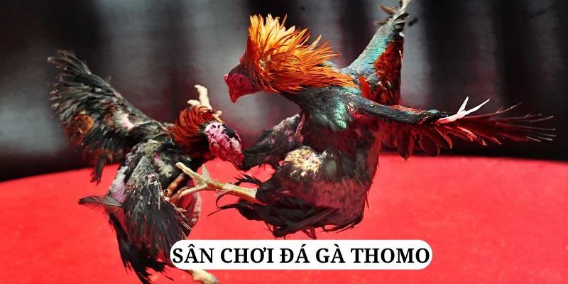 Đá Gà Thomo - Trải Nghiệm Đặt Cược Trực Tuyến Tại Jun88 7 Tìm hiểu thêm về hình thức chọi gà Thomo