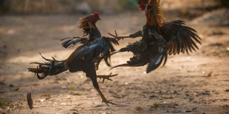 Đá Gà Thomo - Trải Nghiệm Đặt Cược Trực Tuyến Tại Jun88 8 Hiểu rõ về quy trình phân loại gà trước thi đấu Thomo