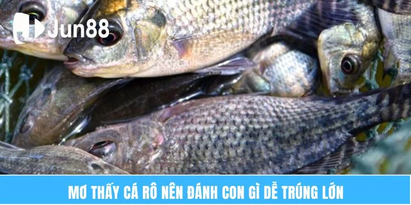 Ý Nghĩa Giấc Mơ Thấy Cá Rô – Giải Mã Vận May Bí Ẩn 7 Mơ thấy cá rô nên đánh con gì dễ trúng lớn