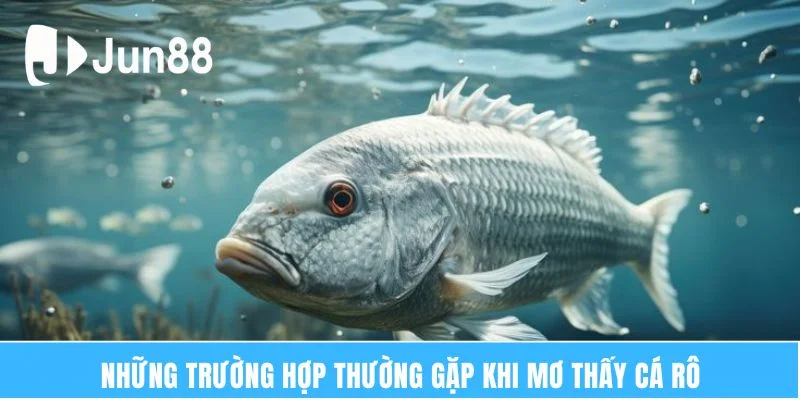Ý Nghĩa Giấc Mơ Thấy Cá Rô – Giải Mã Vận May Bí Ẩn 5 Những trường hợp thường gặp khi mơ thấy cá rô