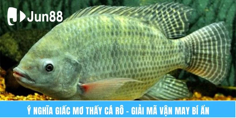 Mơ thấy cá rô